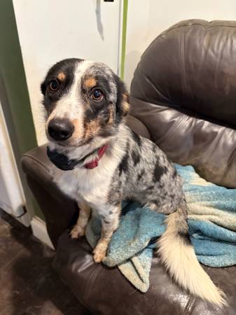 Tripod heeler mix 1