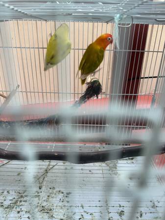 Pájaro y jaula (centro de San José)63696398284419123