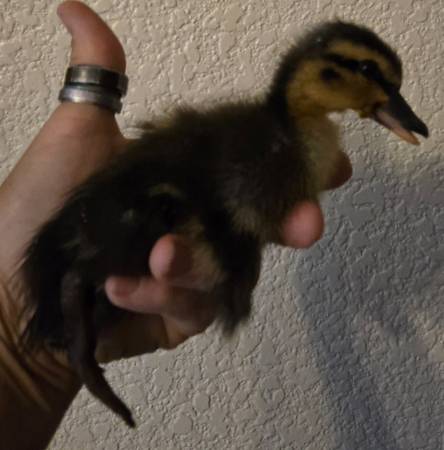 Ducklings - $3 (Madera)62904073986946124