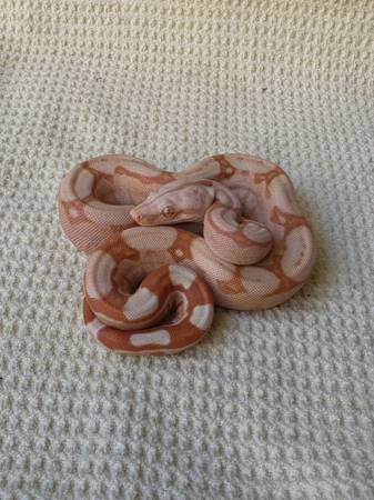 Boa 1