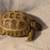 2 Russian tortoises 3 thumbnail