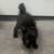 Black male kitten 3 thumbnail