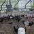 Bantams 2 thumbnail