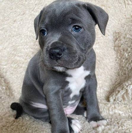 puppy pit-bull 1