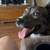 To good home Beautiful 3 year old pitsky for a small fee 2 thumbnail