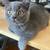Beautiful  Scottish straight kittens 2 thumbnail