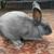 New Zealand rabbit 12 weeks old 3 thumbnail
