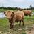 Bull Calf 4 thumbnail