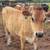 Jersey heifer 1 thumbnail