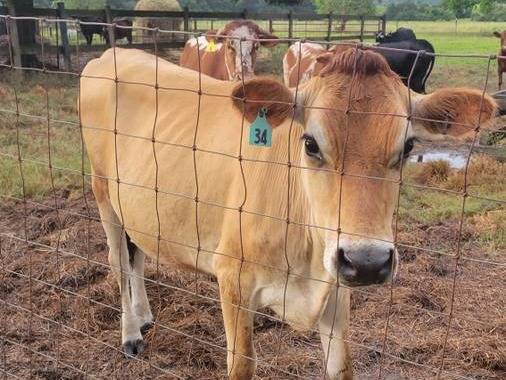 Jersey heifer 1