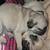 Sweet baby Pugs! 5 thumbnail