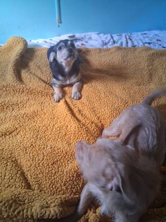Rehoming cute baby chihuahuas (hayward / castro valley)63861890445057124