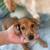 Pinycher mix puppy 2 thumbnail