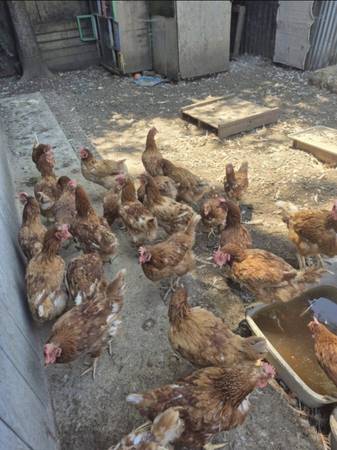 Laying hens (Sacramento)63679413067137120