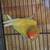 Lovebird 2 thumbnail