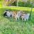 Pomsky puppies 7 thumbnail