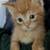 Halloween Kittens Ready for Forever Homes 1 thumbnail