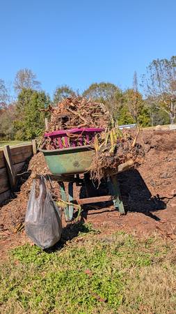 Cana Lily bulbs - giant variety 1