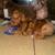 Pitbull Puppies 4 thumbnail