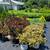 Crape Myrtle, Hydrangea, Barberries, Boxwoods, and more. $18.97 12 thumbnail