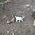 Dwarf goat and kids 2 thumbnail
