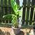 Banana Tree 1 thumbnail