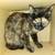 Available for adoption! Goldie & Papis' Animal Rescue 22 thumbnail