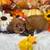 Cavapoo 2 thumbnail