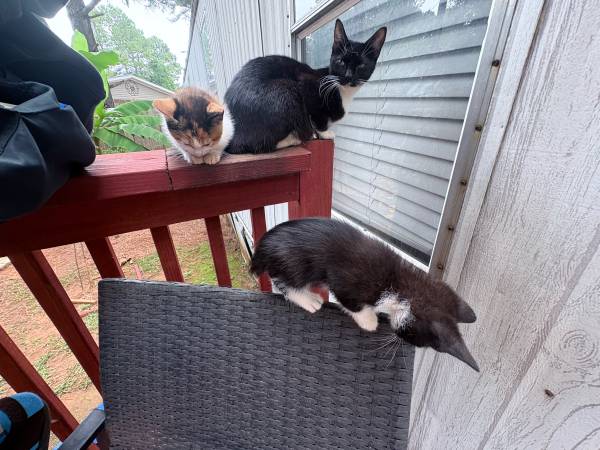 Japanese Bobtail kittens (Middlesex)63908217193987123