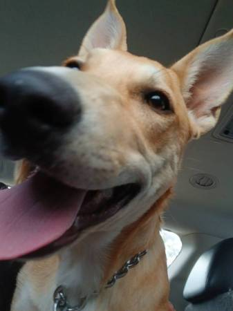 Cachorro de 5 meses, cruce de Pastor Alemán y Pitbull, necesita hogar (Mountain View)63941740352642120
