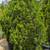 Juniper 6 thumbnail