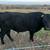 Angus Jersey Cross Bull 4 thumbnail