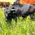 Highland Cross Heifer & Bull Yearling w/ Nofence Collars 2 thumbnail