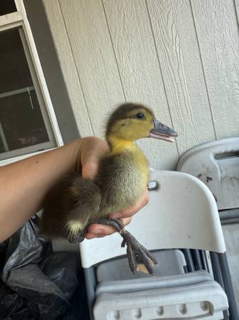 Duck/ patito 1