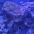 Reef coral for sale or swap 1 thumbnail