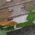 Baby crested gecko 7 thumbnail