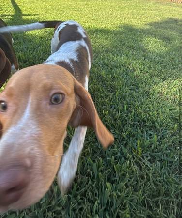 Cachorra de 6 meses de raza beagle (Greer)63661372989955123