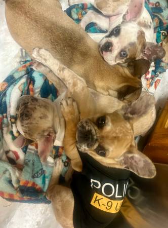 Frenchie girl gang 1