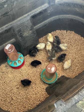 Chicks 1