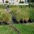 Arborvitae, Crape Myrtle, Sedum, Rose of Sharon, Beautyberry... $6.97 7 thumbnail
