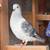 Pigeon for sale, damascene pair 5 thumbnail