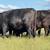 HERD SELLOUT 12 Bred Cows 15 thumbnail