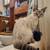 Snow bengal male 3 thumbnail
