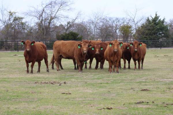 Cows availabe for sale 1