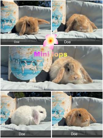 Mini lops 1