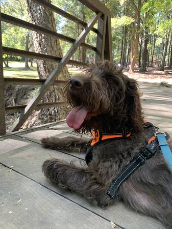 Labradoodle marrón (Selma)63980446243330120