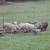 Kunekune piglets and parents 4 thumbnail