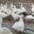 Ducks 4 thumbnail