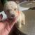 Toy poodle 12 thumbnail