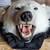 Polar Bear Skin Rug for Barter 1 thumbnail